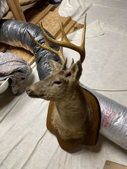 Full Deer Head Wall Mount