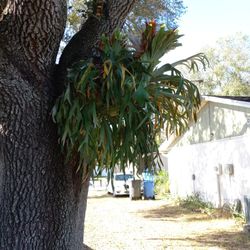 Staghorn Plant Very Large