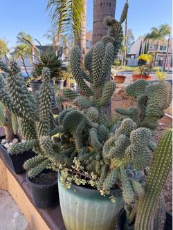 Rare cacti