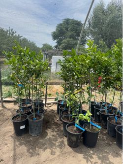 Lisbon lemon trees Árboles de limón amarillos Lisbon $40 each