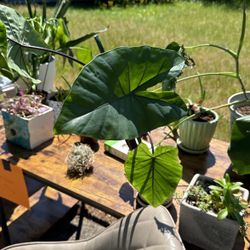 Elephant ear plant