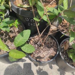 Asian guava tree