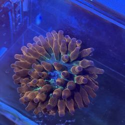 Fake aquarium decor