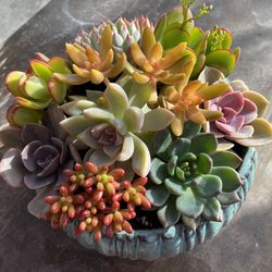 Succulent and Cactus Plants and Arrangements in Covina