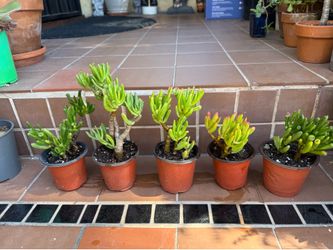 Set of 5 Gollum Jade Succulents Shrek Ear Plant