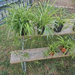 Spider Plants
