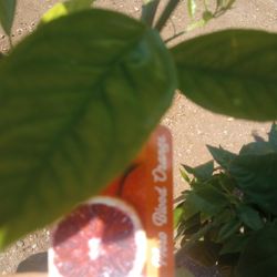 15 Gal Moro Blood Orange 