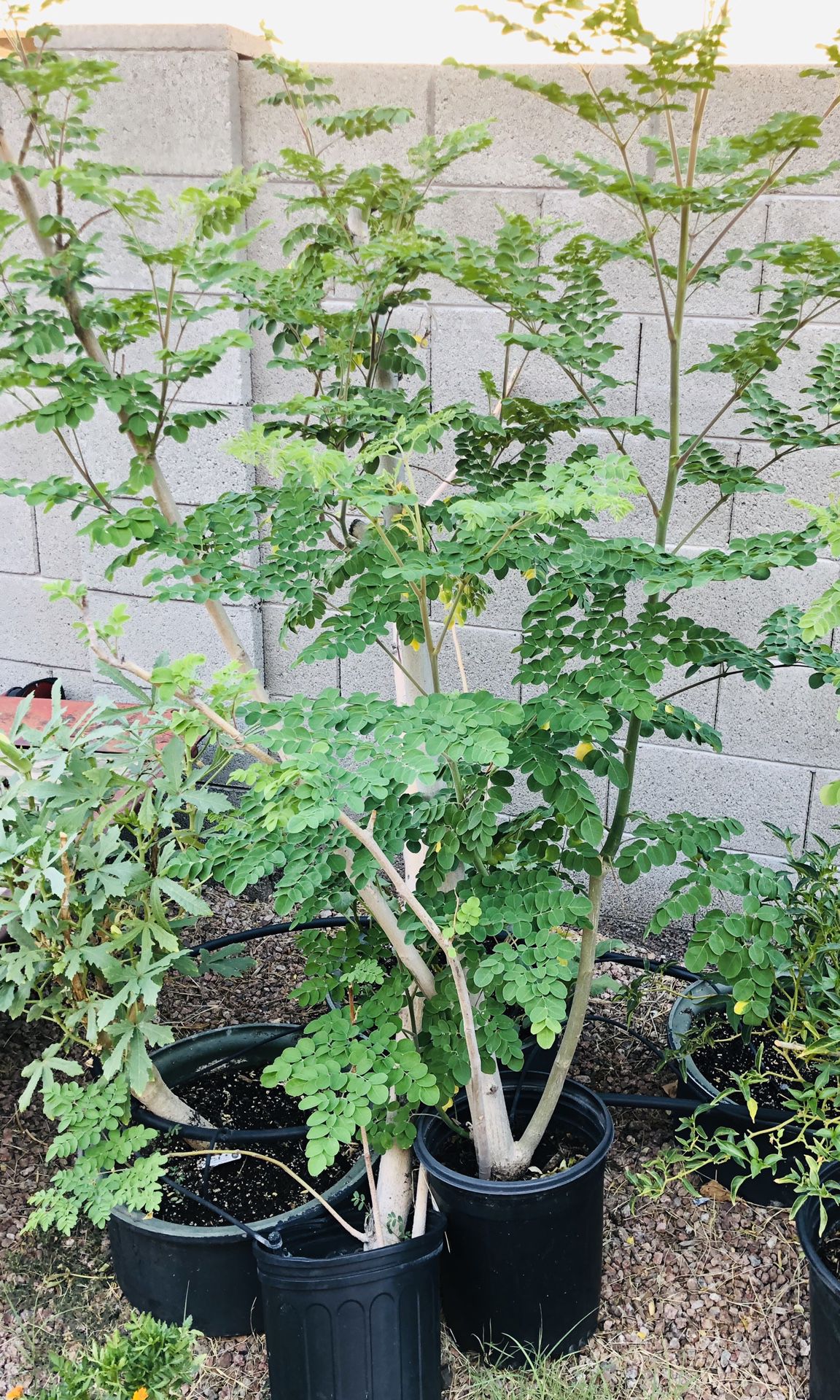Organically grown Moringa tree in 5gal pot
