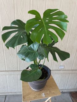 Hermosa Mosterra $30