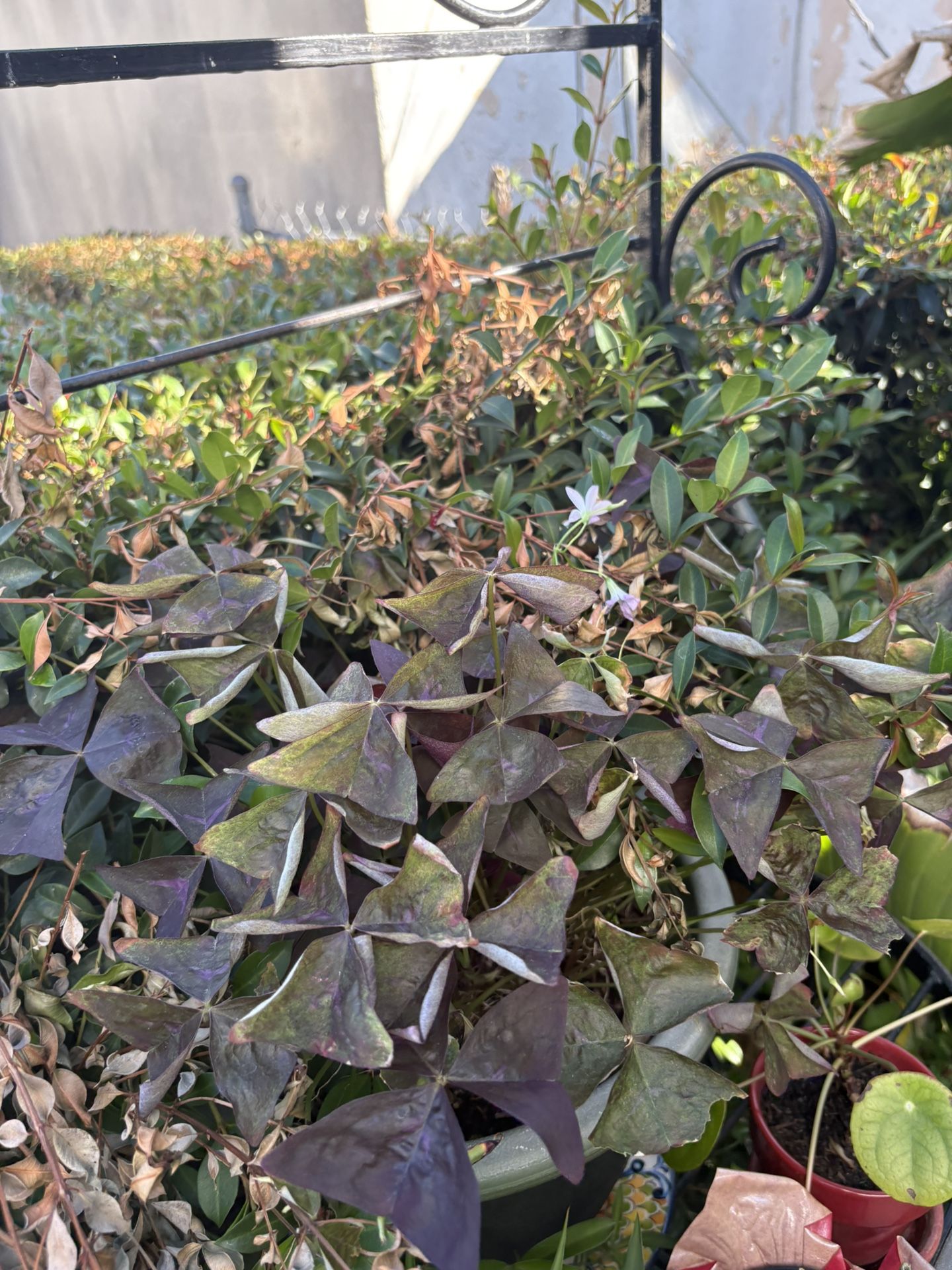 Lots Of Potted Plants 