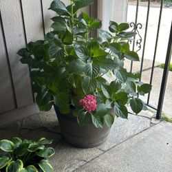 Outdoor Potted Hydrangea Plant. 