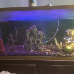 Fish Tank 