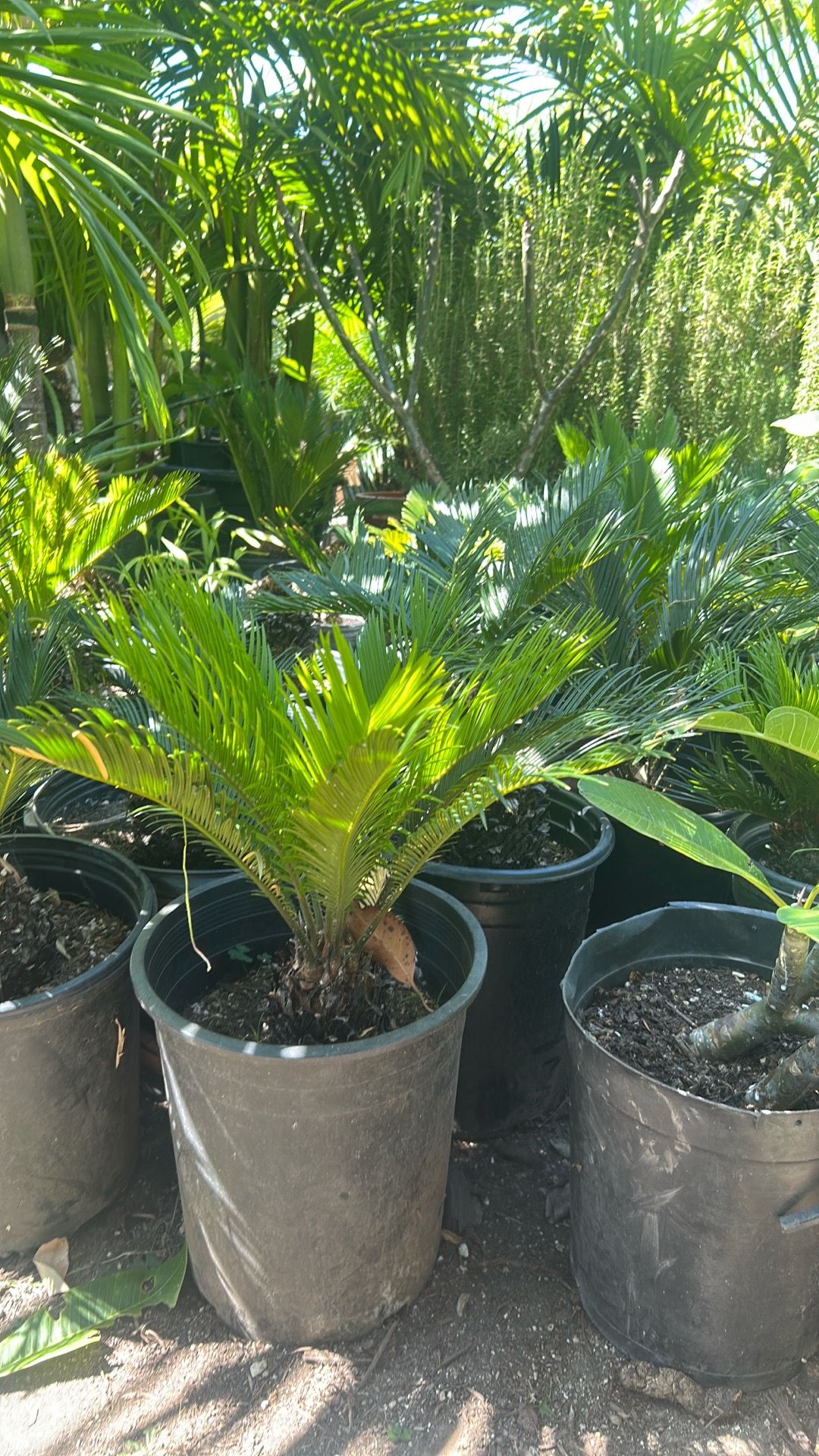 Sago palm