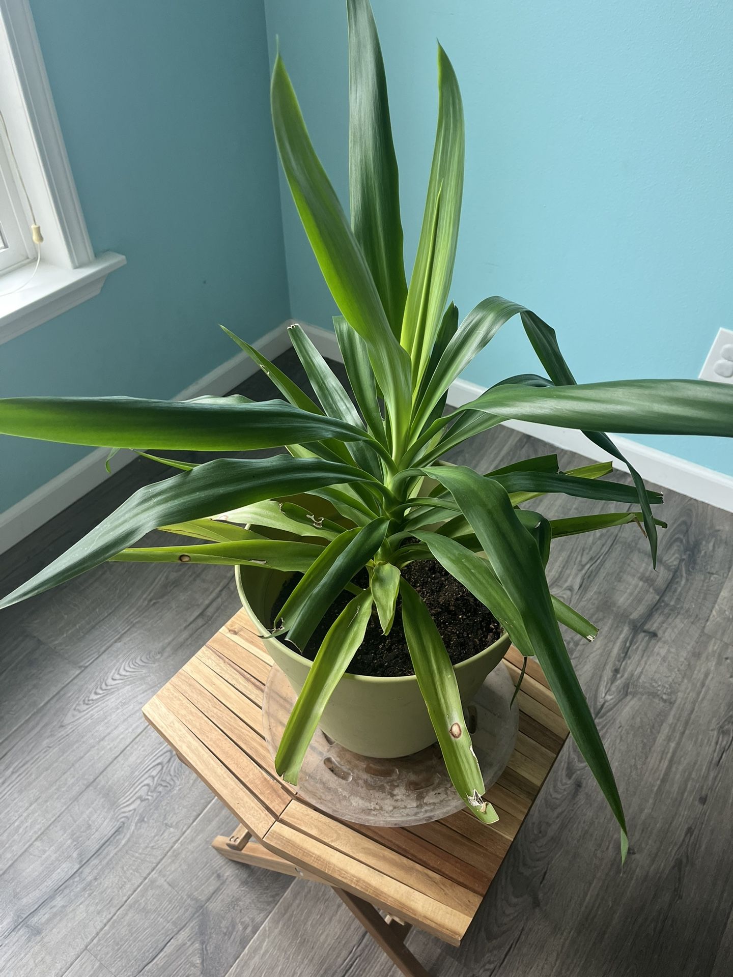 Dracaena Plant