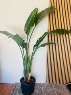Large White Bird of Paradise (Strelitzia Nicolai) – Indoor Plant