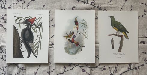 Beautiful vintage bird art