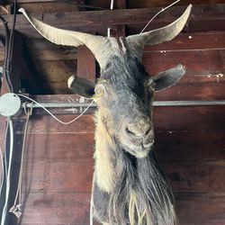Taxidermy Goat Head Mount