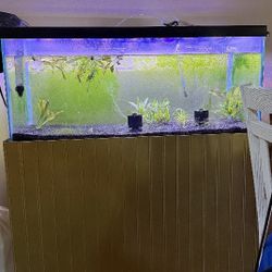 40 Gallon Planted Aquarium 