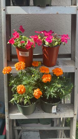 Flowers 🌺🌸🌷🌼 25 Total Lot