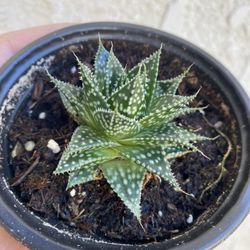 4 inch Pot Succulent plant - Aristaloe Aristata - Guinea-Fowl Aloe - Rooted and ready to be planted - Drought resistant - 🪴