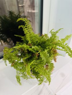 Fern