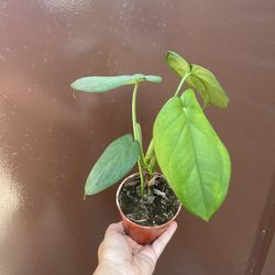 4” syngonium chiapense