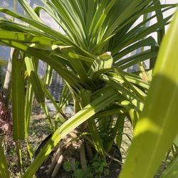 Pandanas Palm Trees 