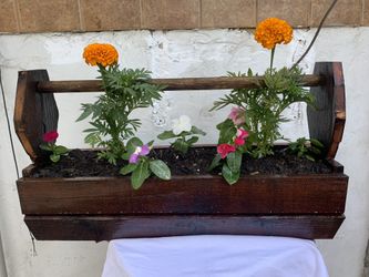 Plants