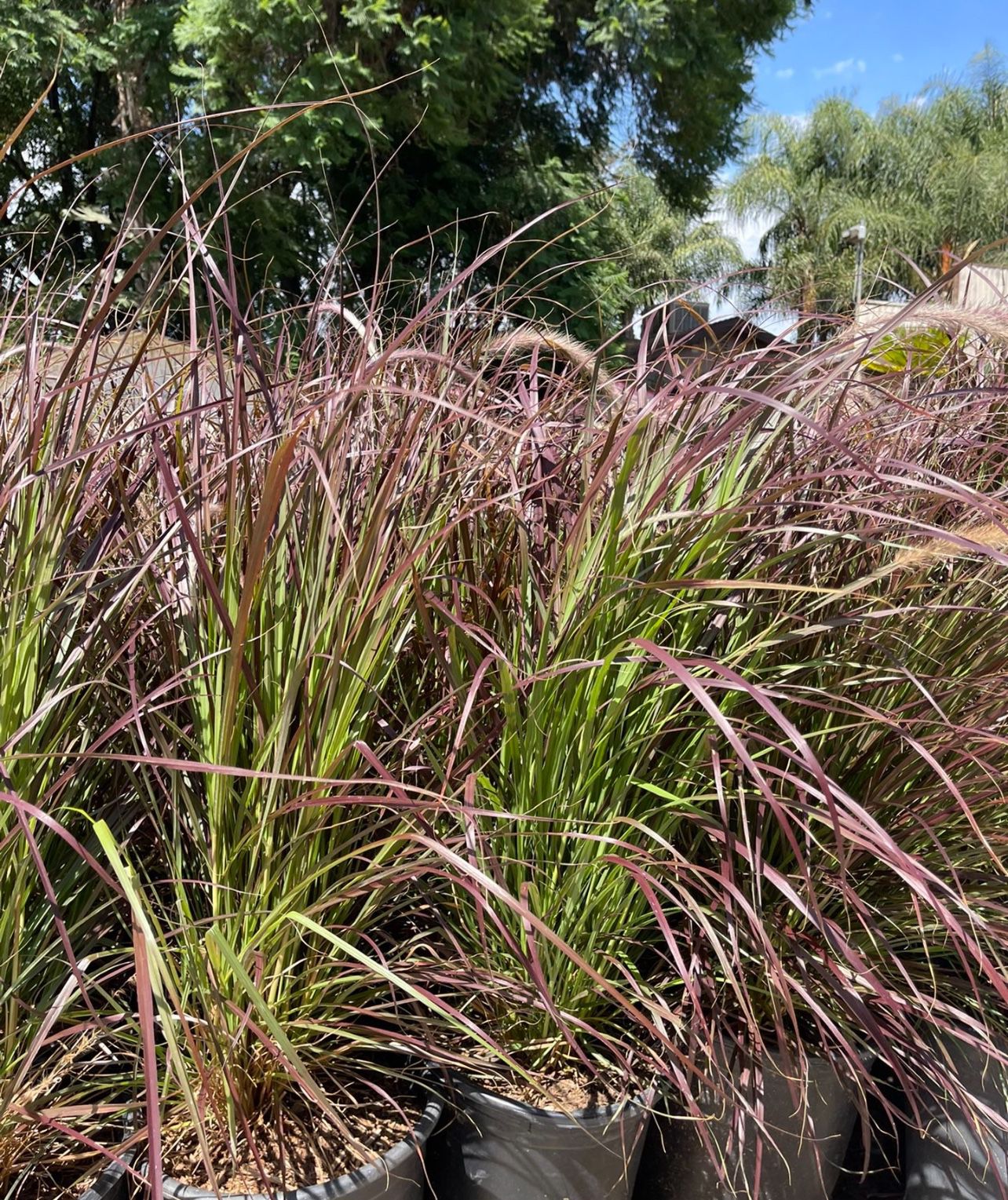 Fountain Grass Purple