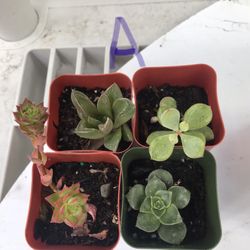 Buy 3 Succulents Get 1 Free