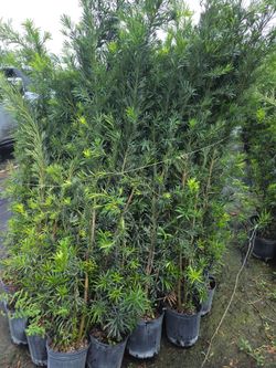 podocarpus  over 6  feet tall Instant Privacy Hedge For Fence Green Full  minimum  qty 20+