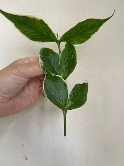 Albo Polyneura plant CUTTING