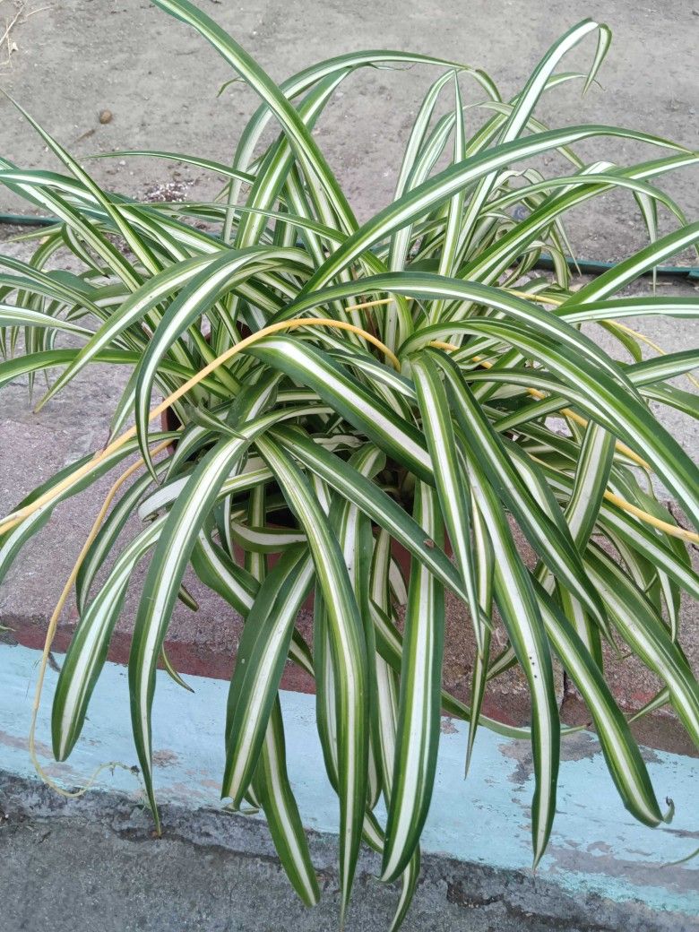 Spider Plants
