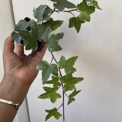 English Ivy 4 Inch pot 