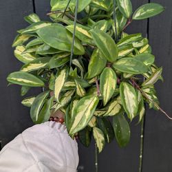 Hoya Carnosa Variegated Krimson Princess Plant 6" Pot - Indoor House Plants