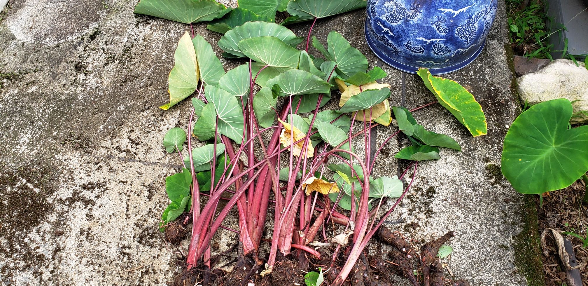 Kalo/Taro Huli