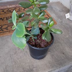 Succulents 
