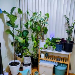 Plants And Pots And Other Stuff