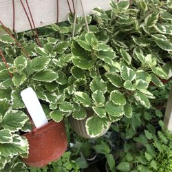 Creeping Charlie Plant