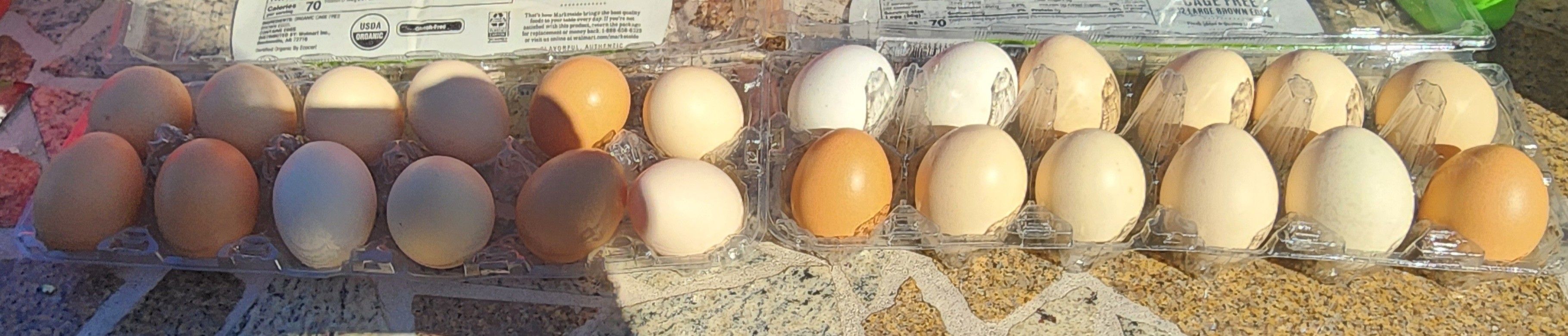 Chicken Eggs