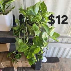  Pothos  Plant 
