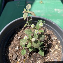 Mayan Mint Plant - Aztec Sweet Herb - Azucar de los Aztecas - Hierba planta menta maya