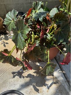 Begonia