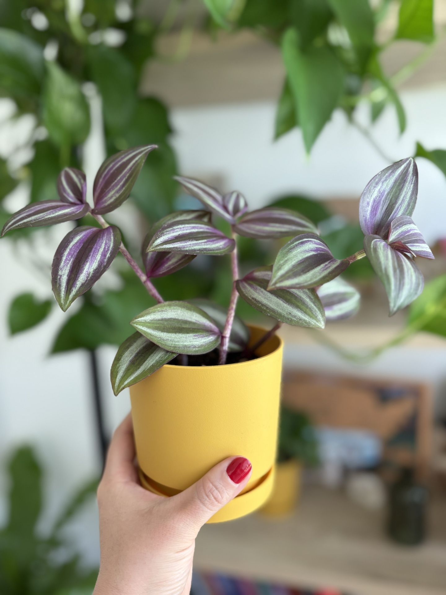 Tradescantia “Wondering Jew” Plant
