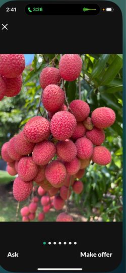 Lychee
