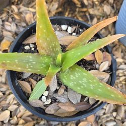 Aloe 
