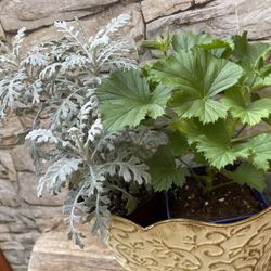 Beautiful Pelargonium/Geranium( Blooming) +Dusty Miller In Cute Metal Pot 5" x 10".