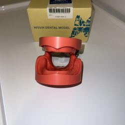 Edentulous Dental Model 
