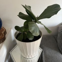 Fiddle Leaf Fig