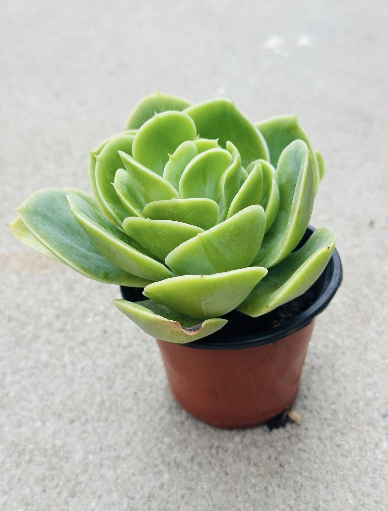 Succulents plants 🪴 